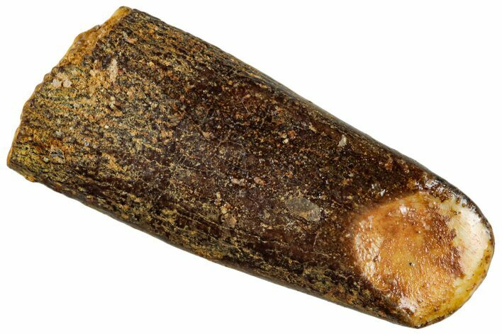 Fossil Sauropod Dinosaur (Titanosaur) Tooth - Morocco #293689